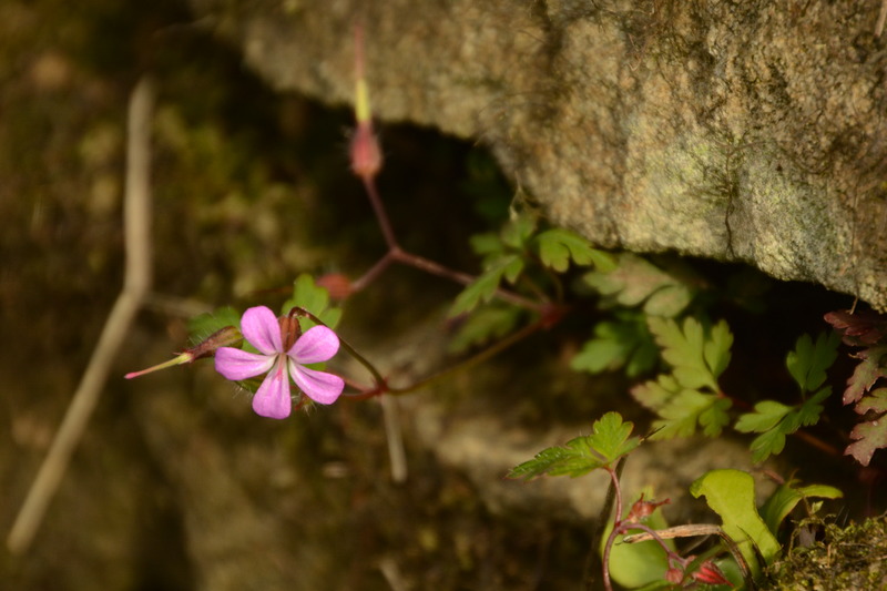Blüte an Mauer